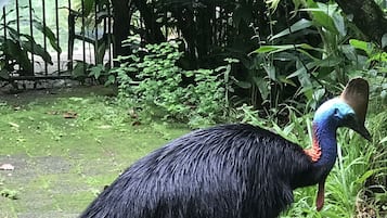 Ein Vogel mit langem Hals und großem Schnabel, umgeben von Grün.