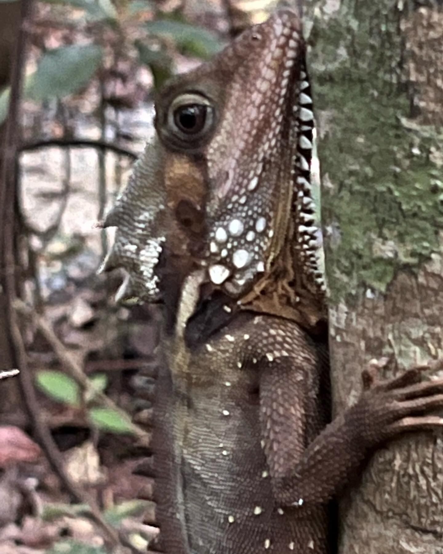 A lizard on a tree trunk.