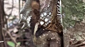 A lizard on a tree trunk.