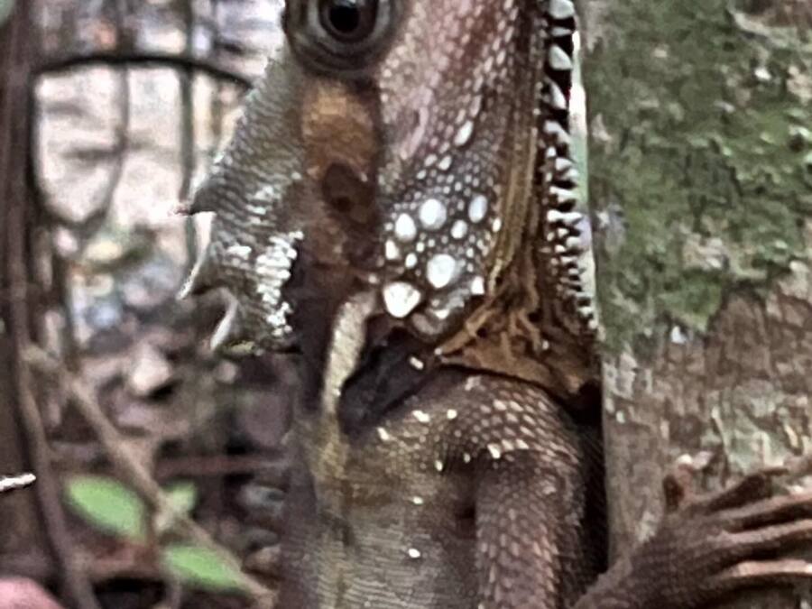 A lizard on a tree trunk.