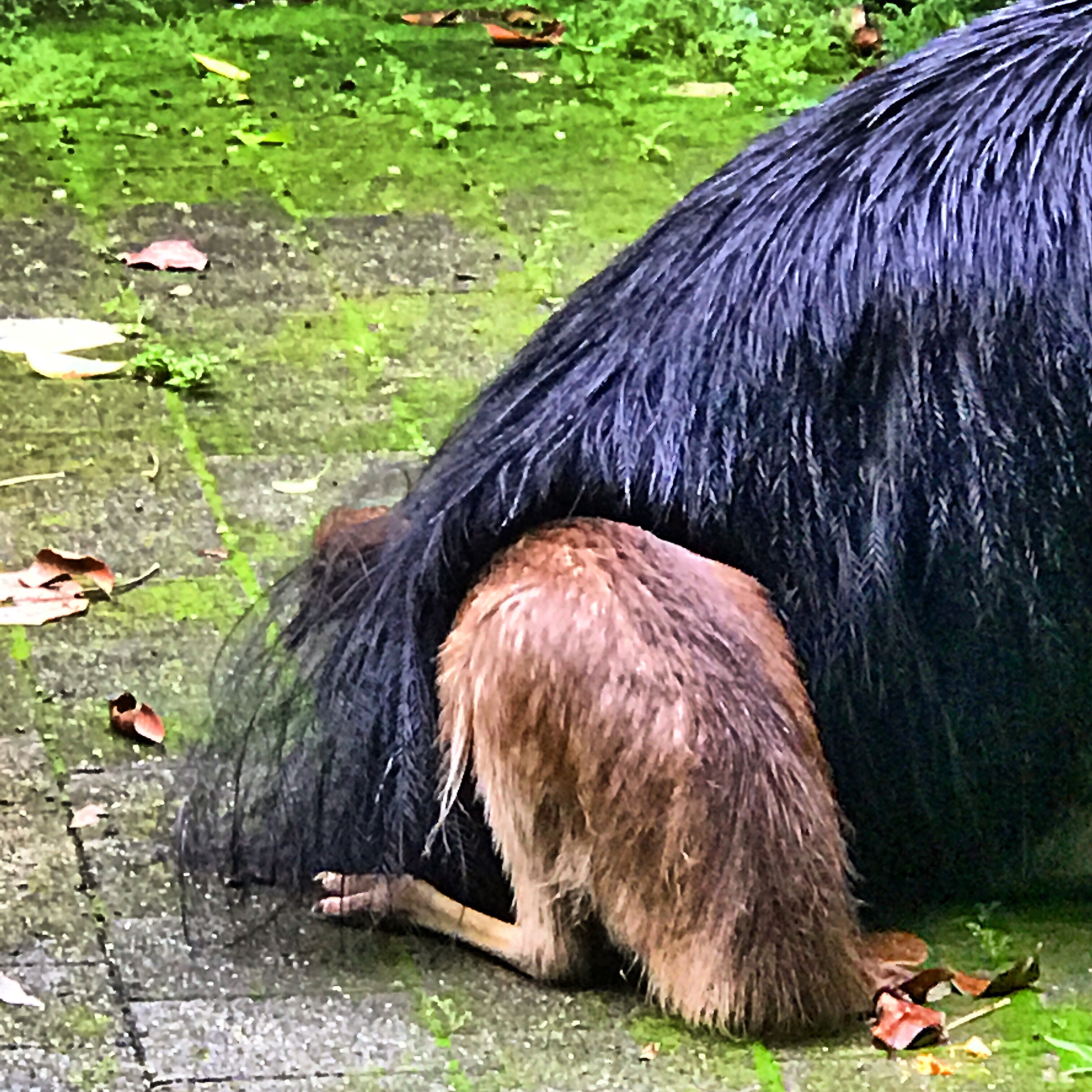 A close-up of a black and brown animal's fur.