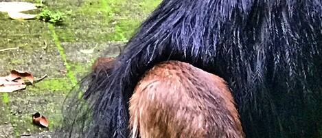 A close-up of a black and brown animal's fur.