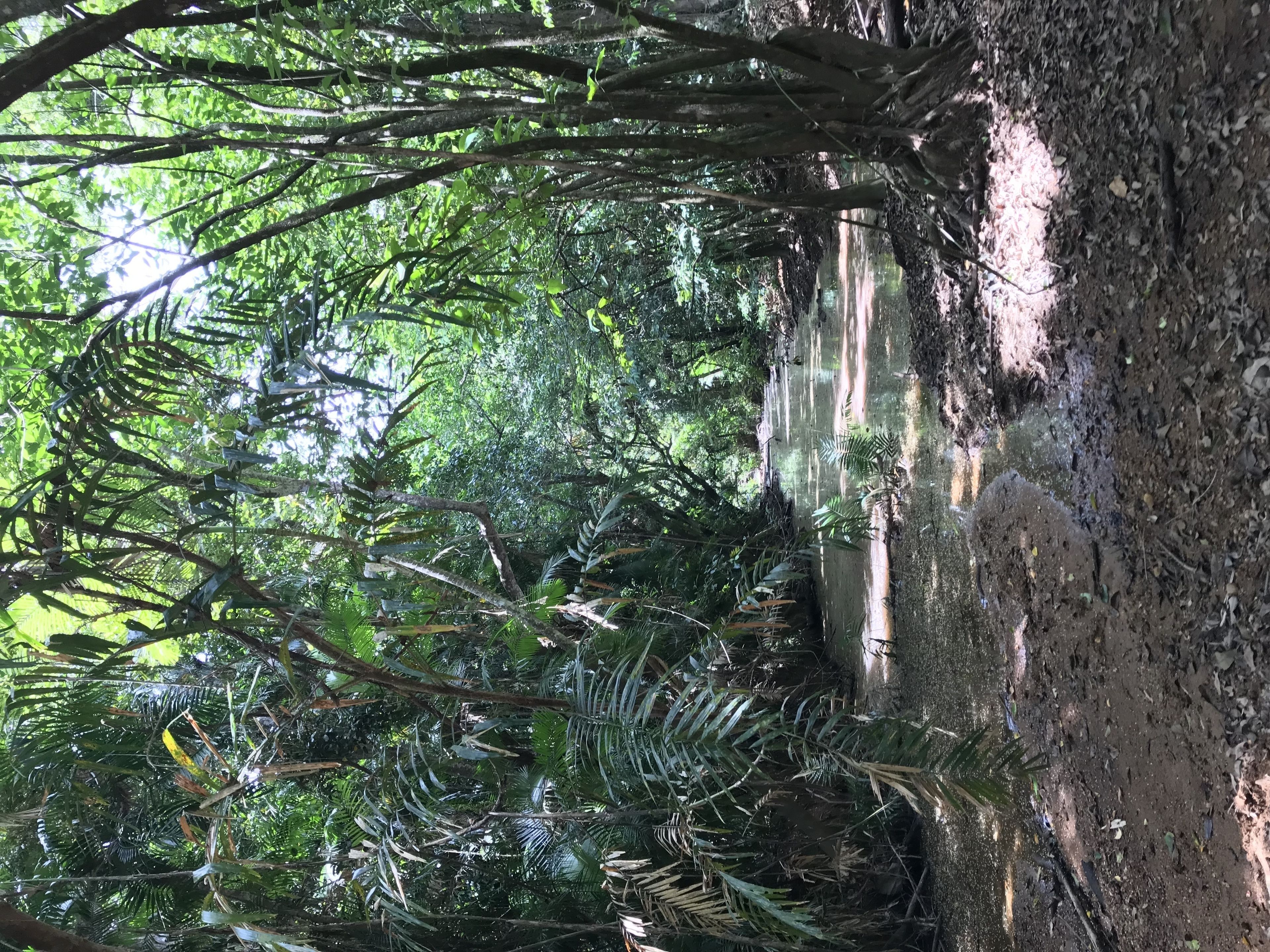 Un bosque frondoso con un arroyo, rodeado de diversos árboles y follaje.