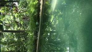 A dense tropical forest with a variety of green foliage and a wooden structure. - Daintree Crocodylus (Cow Bay)