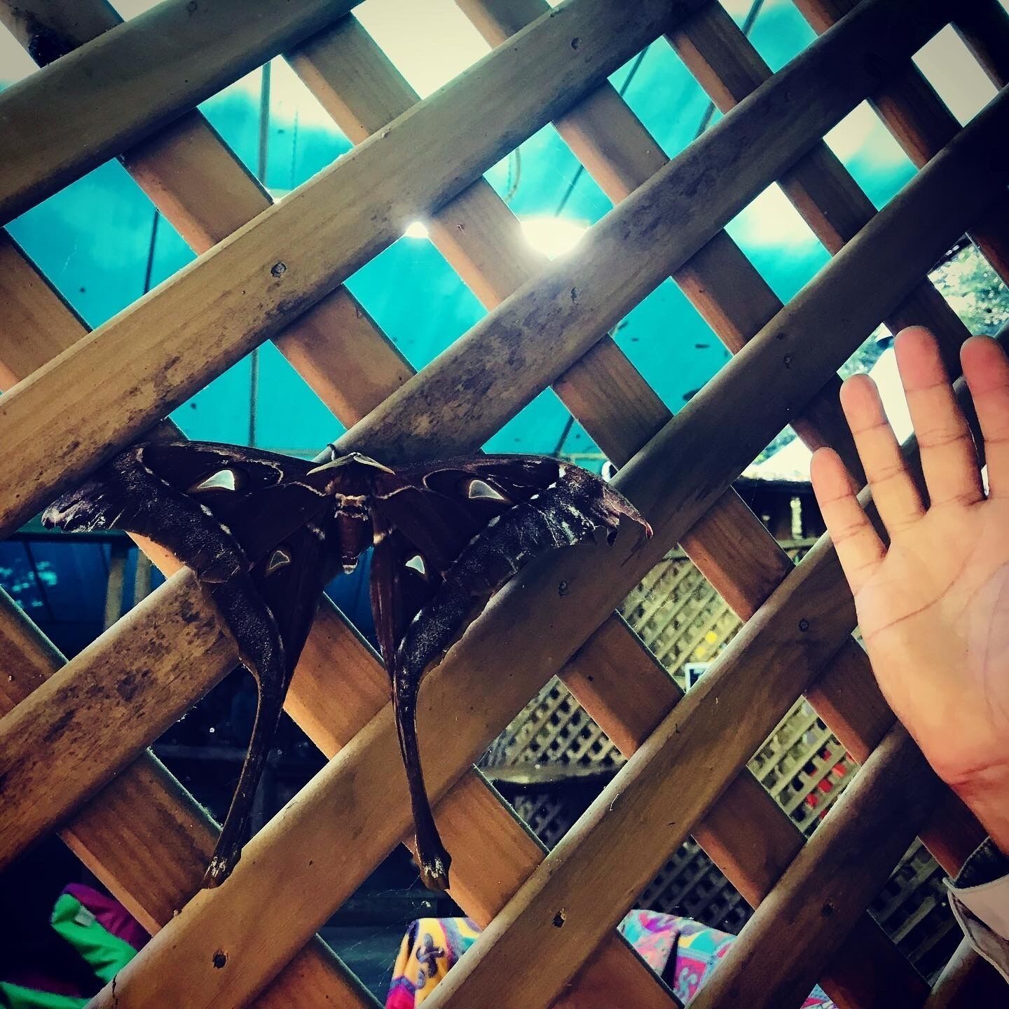 A hand reaching through a wooden lattice structure.