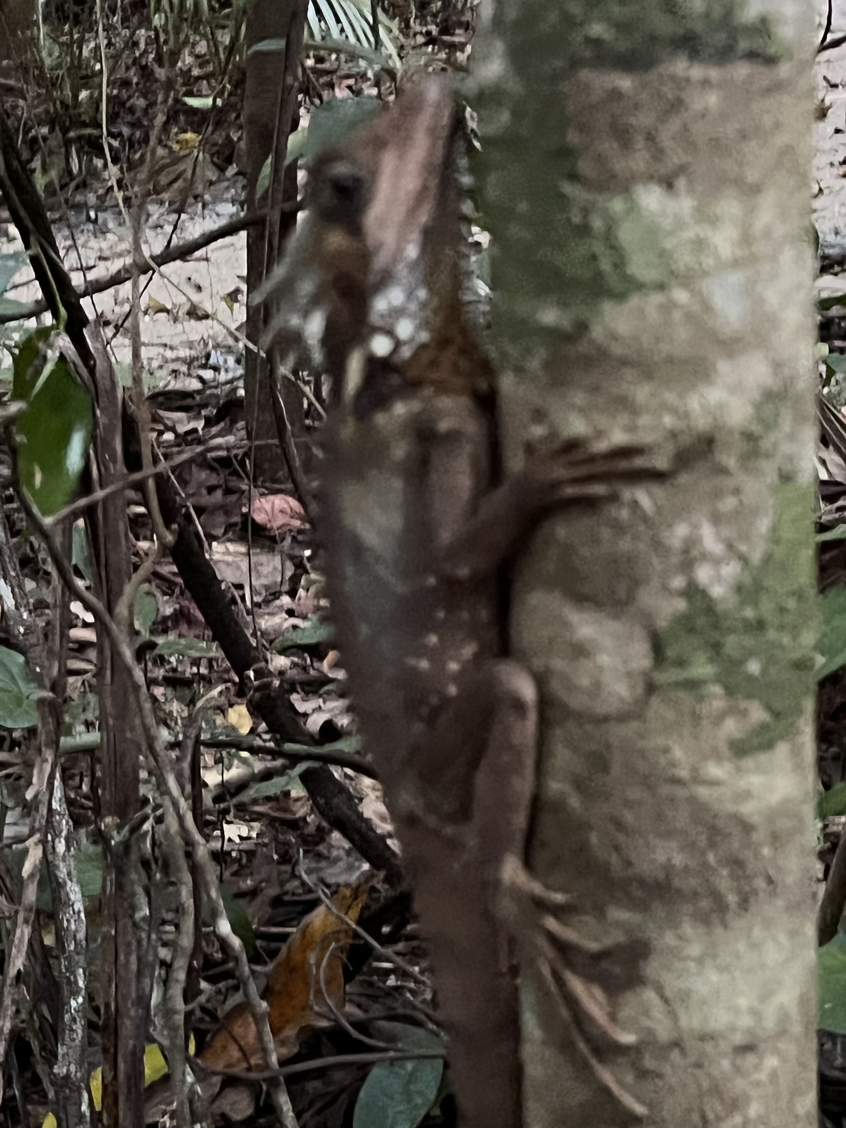 A lizard on a tree trunk surrounded by dry leaves and twigs.