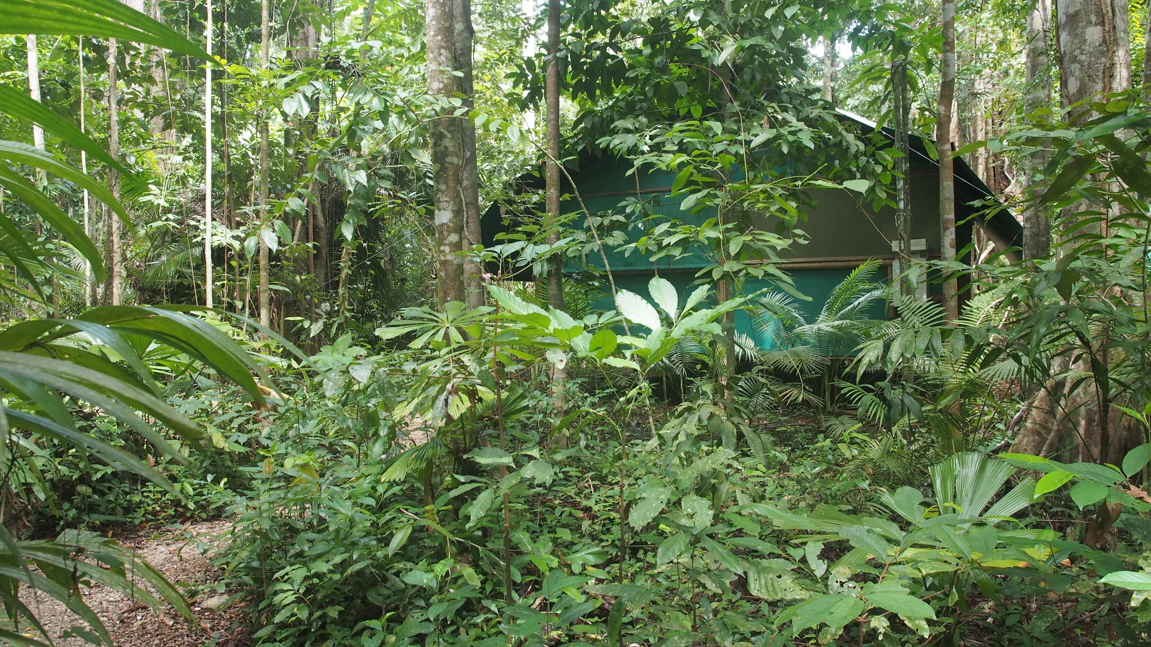 A dense forest with a structure partially obscured by foliage.
