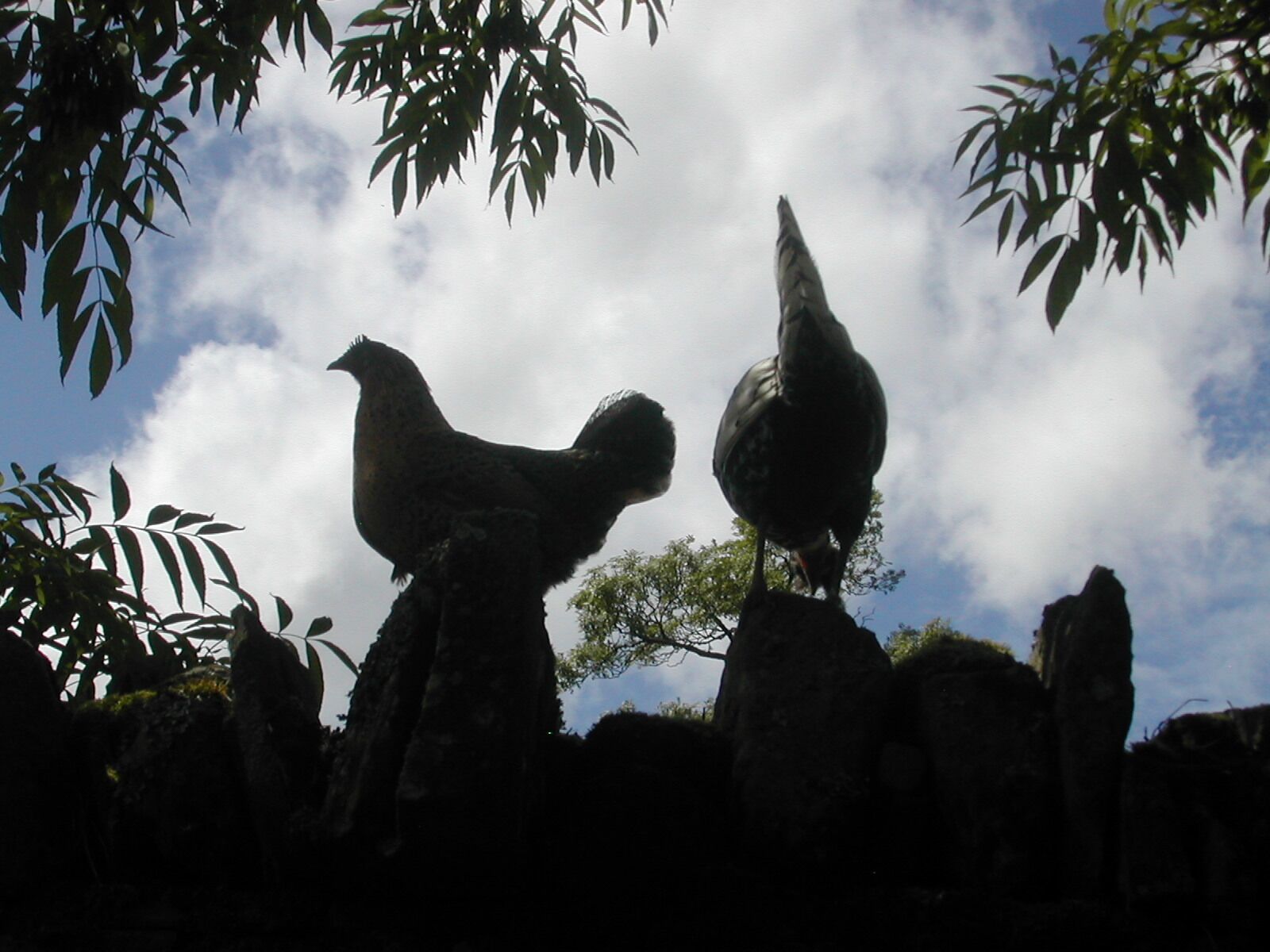 Two chickens on a rock formation with a cloudy sky in the background.