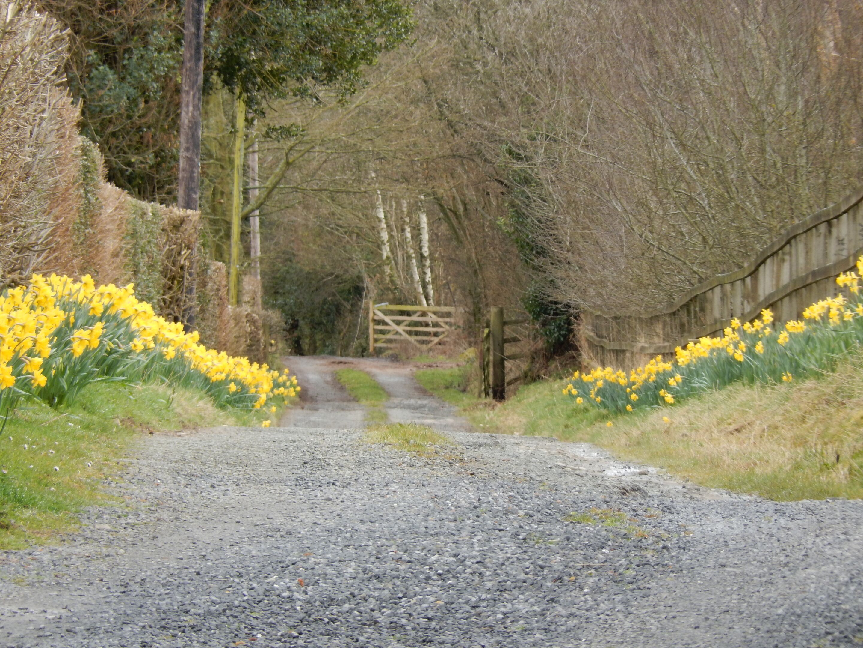A gravel path flanked by yellow daffodils and a wooden gate in a rural setting.