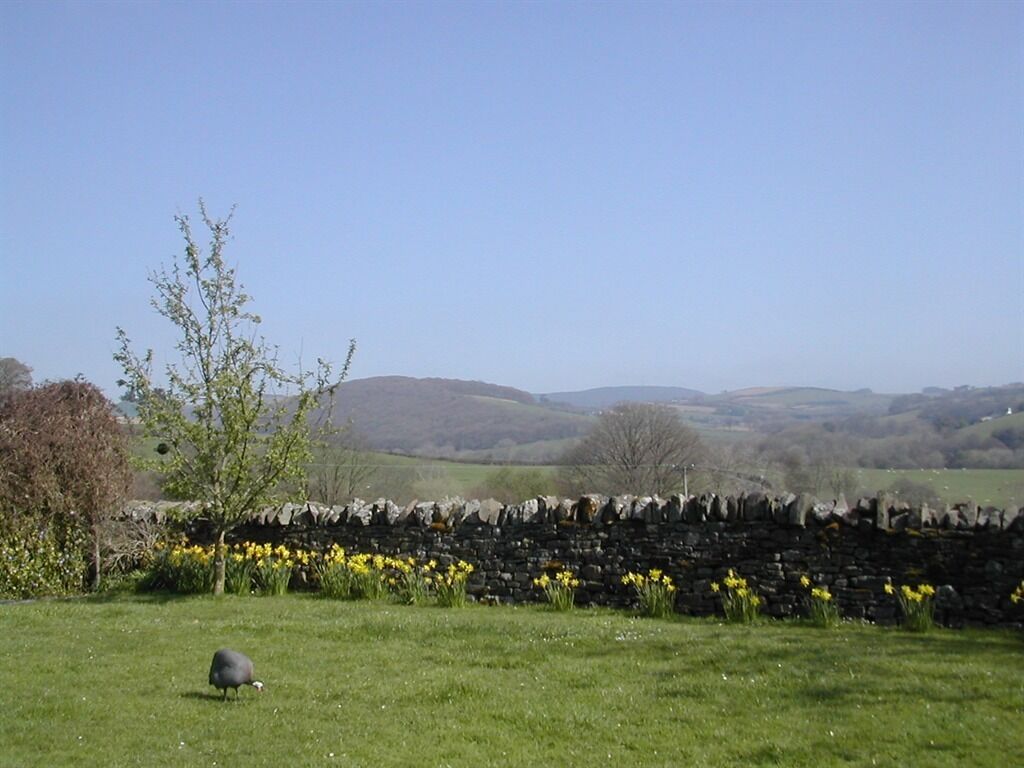 Ländliche Landschaft mit einer Steinmauer, Narzissen und einer weidenden Schaf.