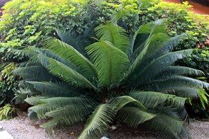 Uma palmeira verde exuberante em um jardim.