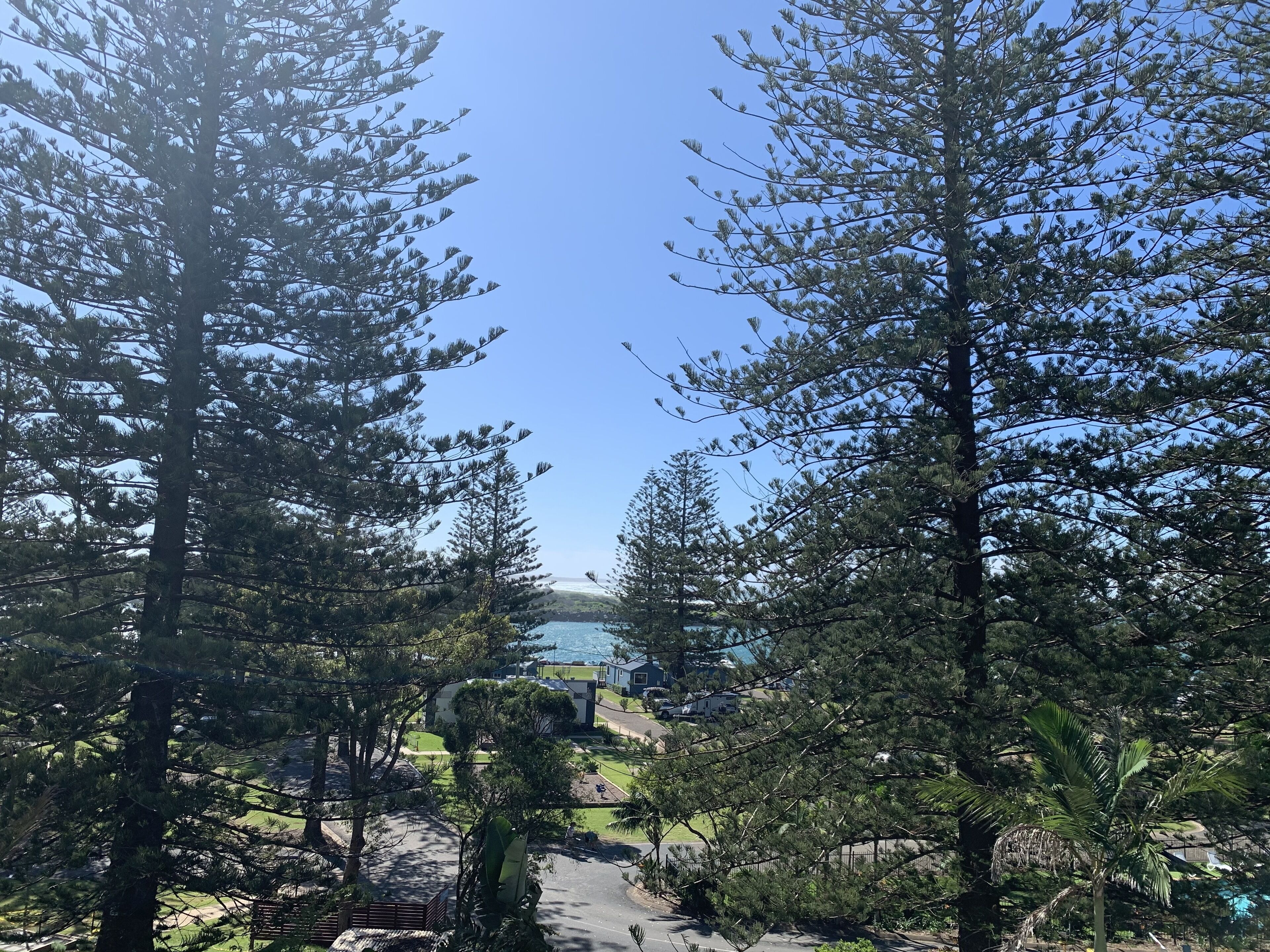 A pathway flanked by tall trees leading to a residential area with houses and a clear blue sky.