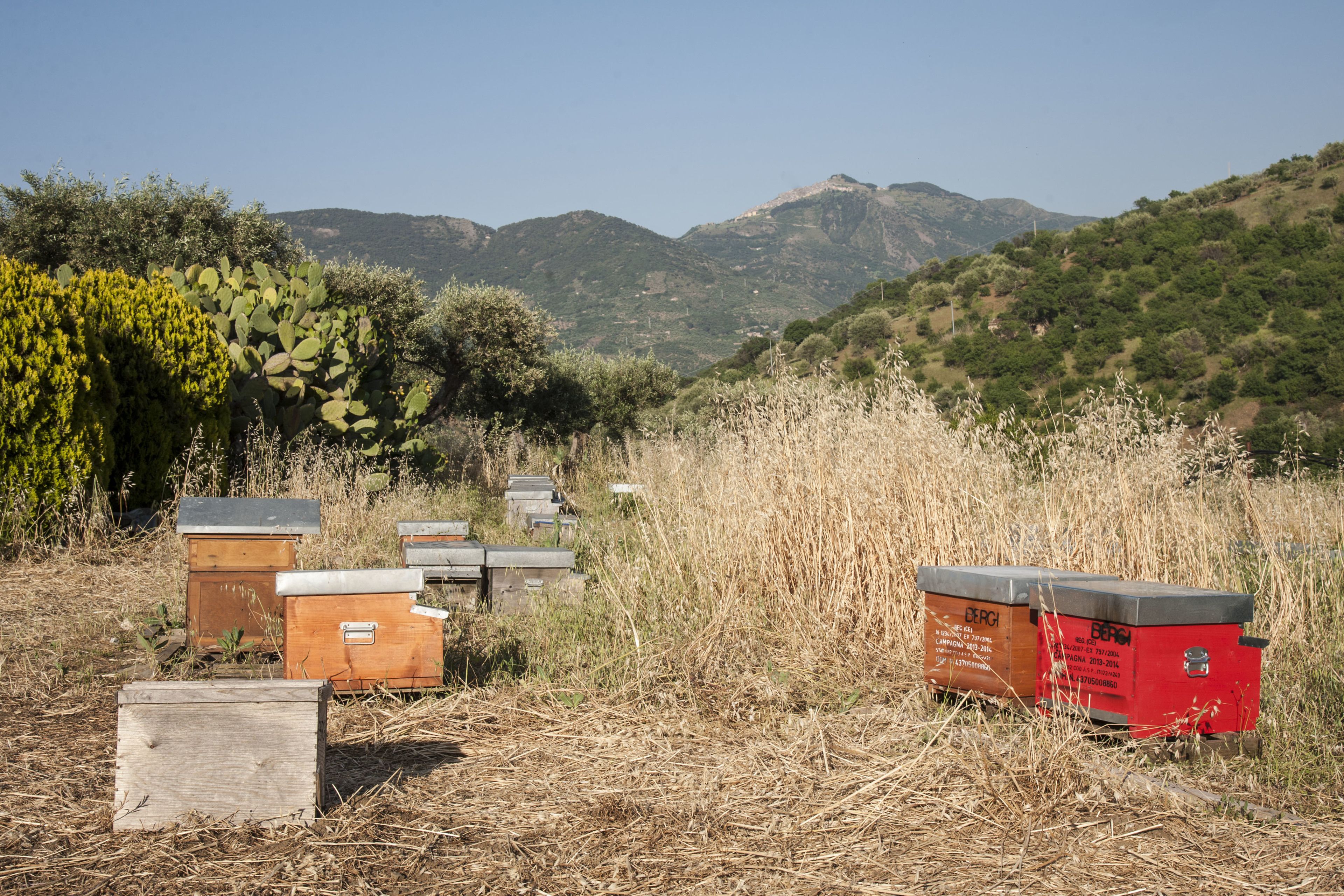 Beehives in a field with mountains in the background.