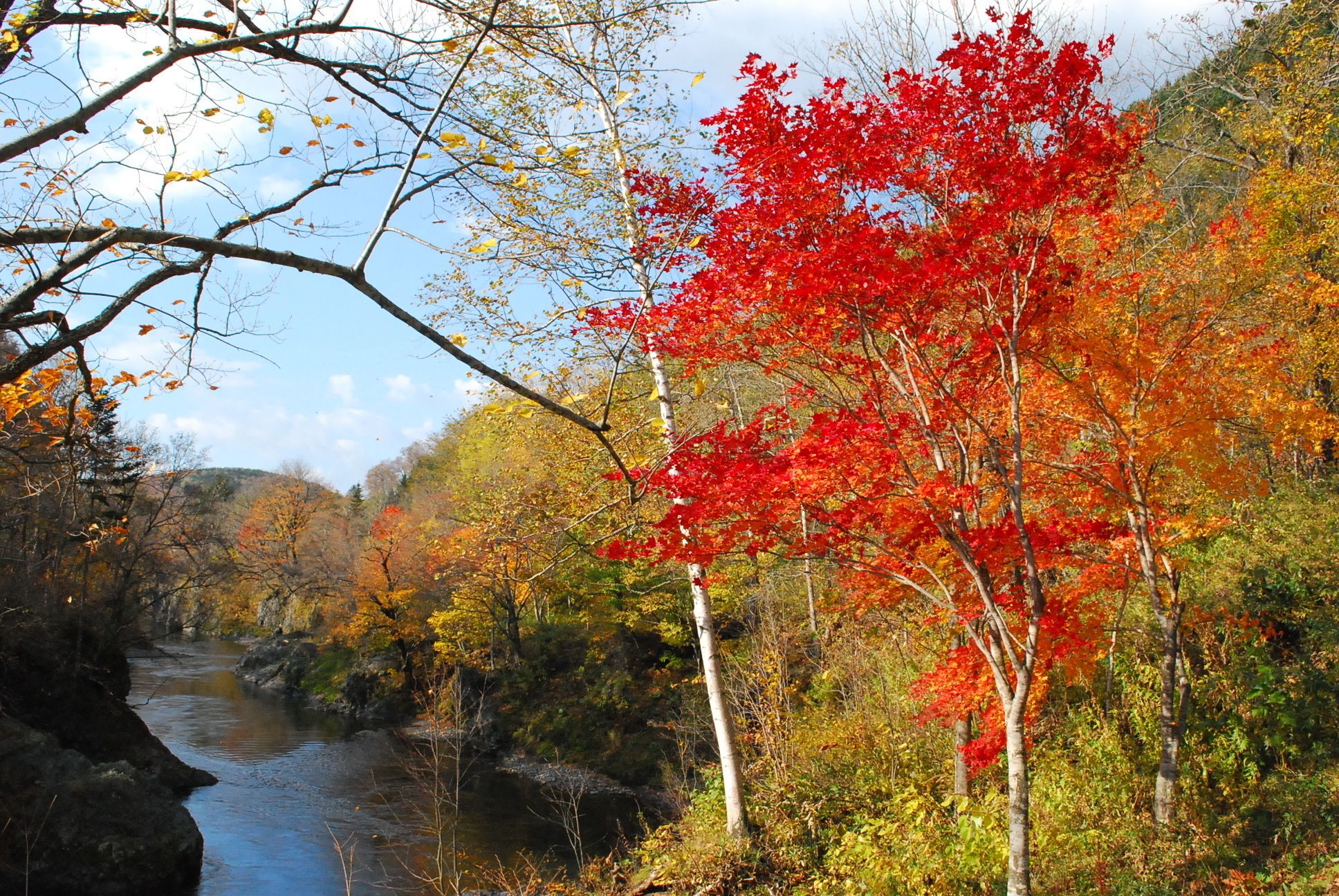 Een rivier die door een bos stroomt, met herfstkleuren van rode en oranje bladeren.
