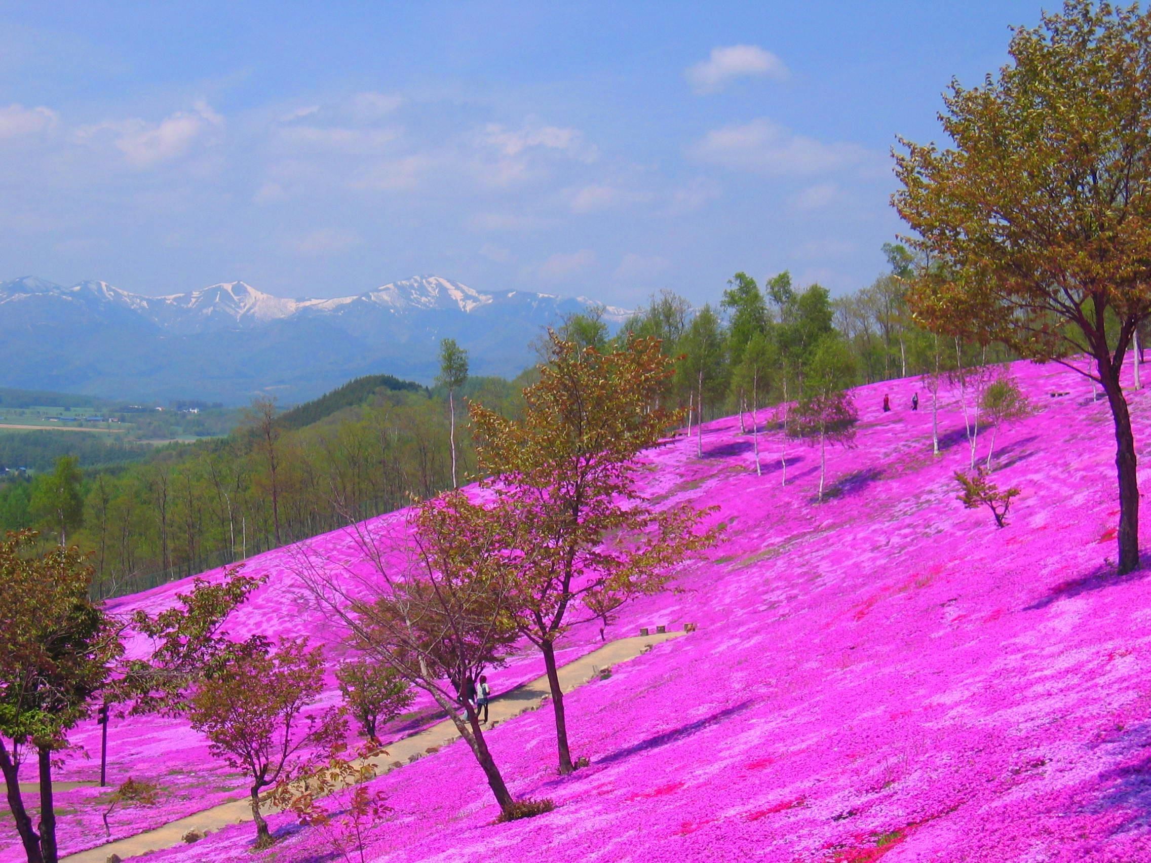 A hillside with pink flowers and a mountain range in the background.