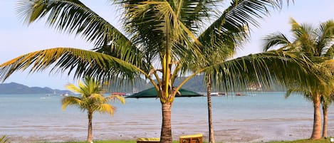 A beach with palm trees, a small pool, and two wooden chairs.