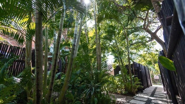 A pathway surrounded by bamboo and ferns, leading to a gated area. - Little Eden St Lucia (St. Lucia)