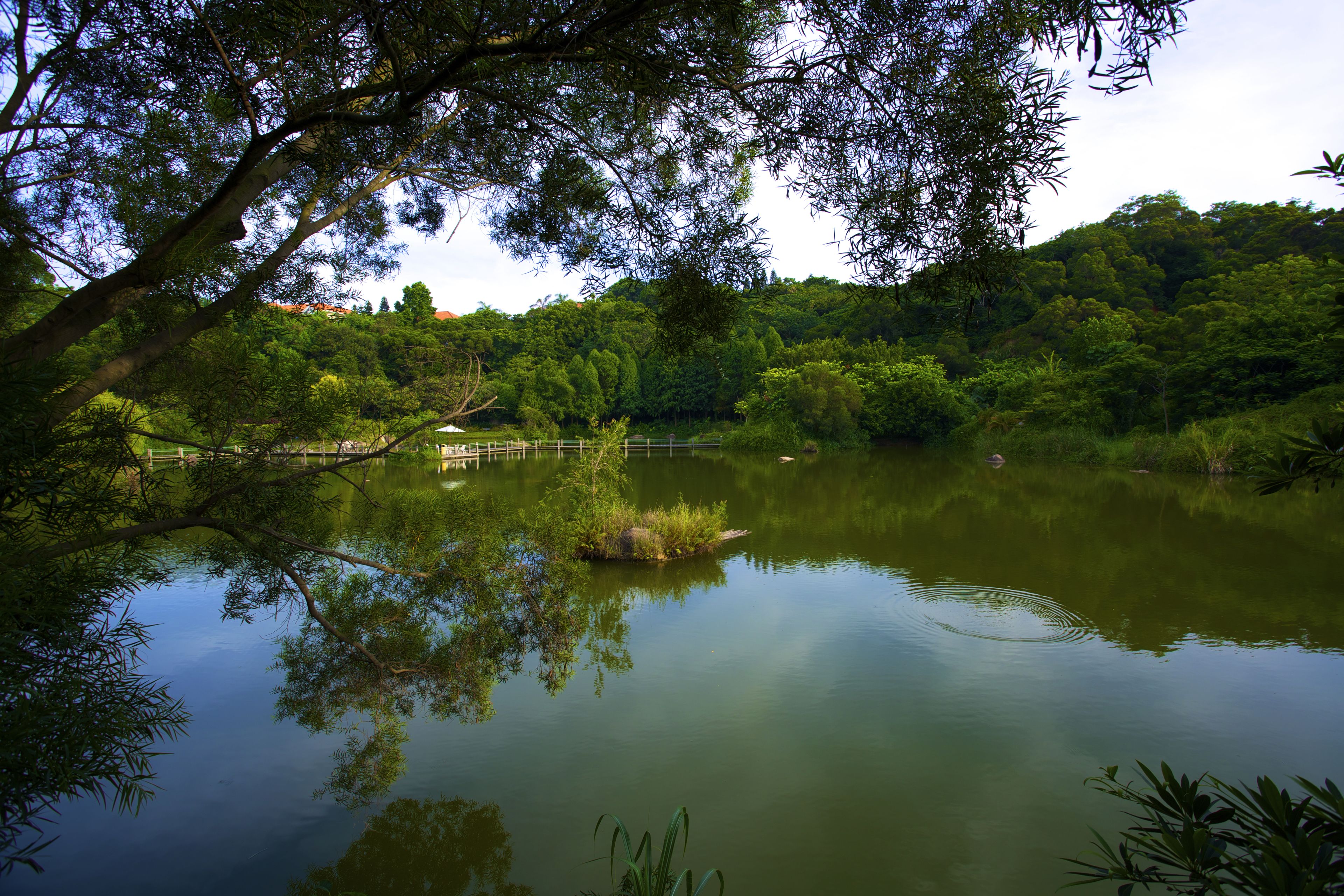 A serene lake surrounded by dense greenery and trees.