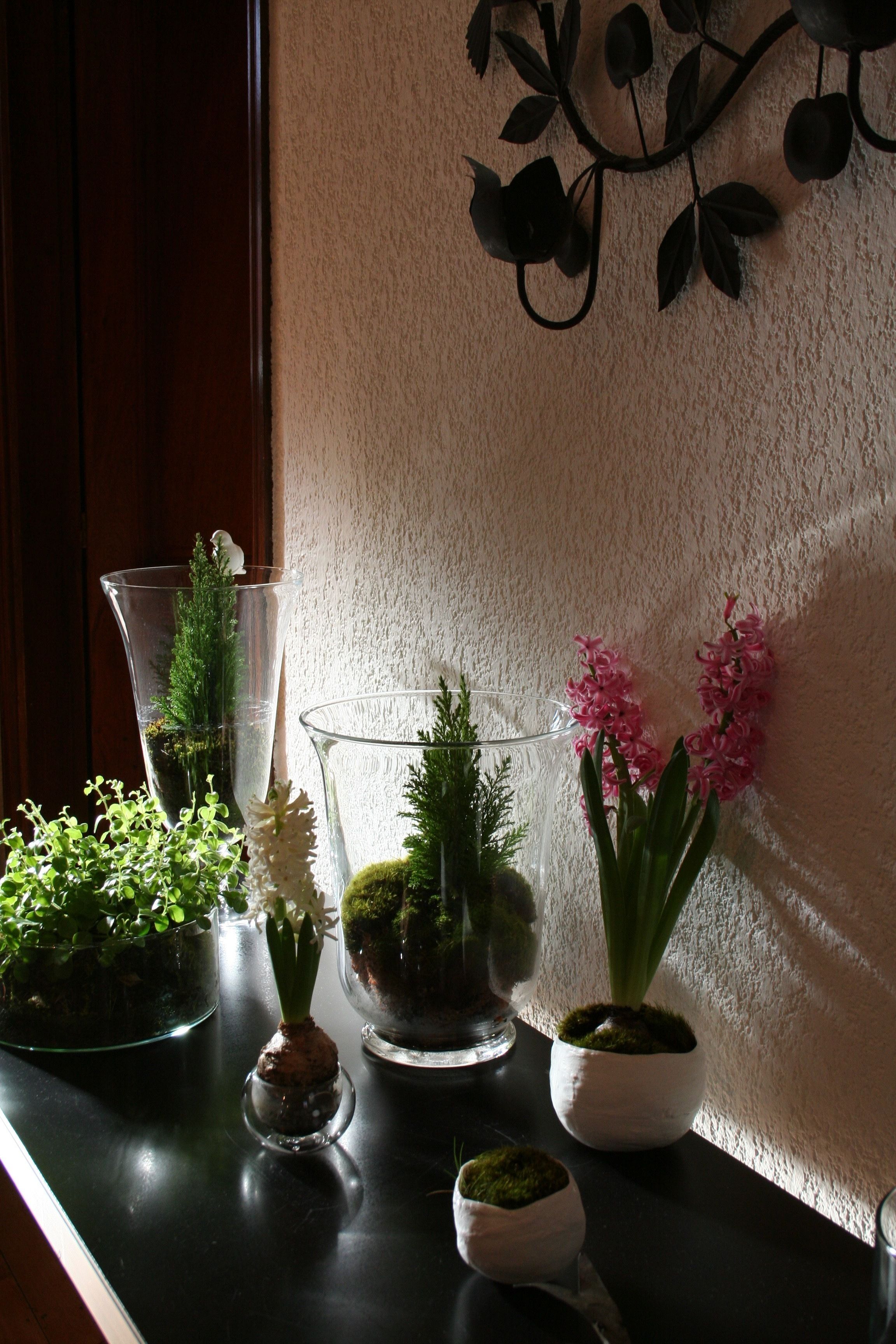 A series of potted plants on a dark countertop against a textured wall.