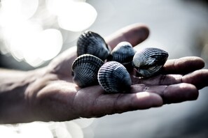 On the beach, motor boating, fishing