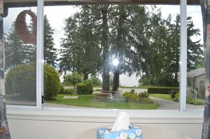 Una ventana con vistas a un parque, que incluye un árbol grande, una mesa de picnic y una zona verde.