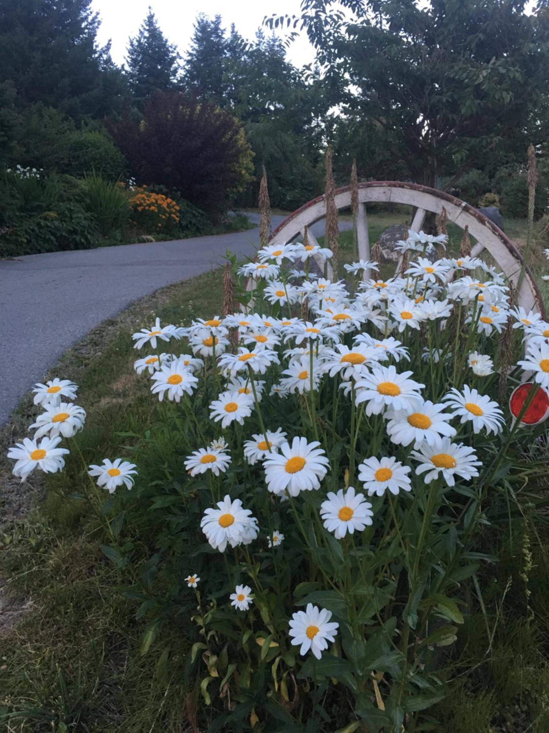 Un jardin agrémenté de marguerites blanches et d’une structure en forme de roue au style rustique.