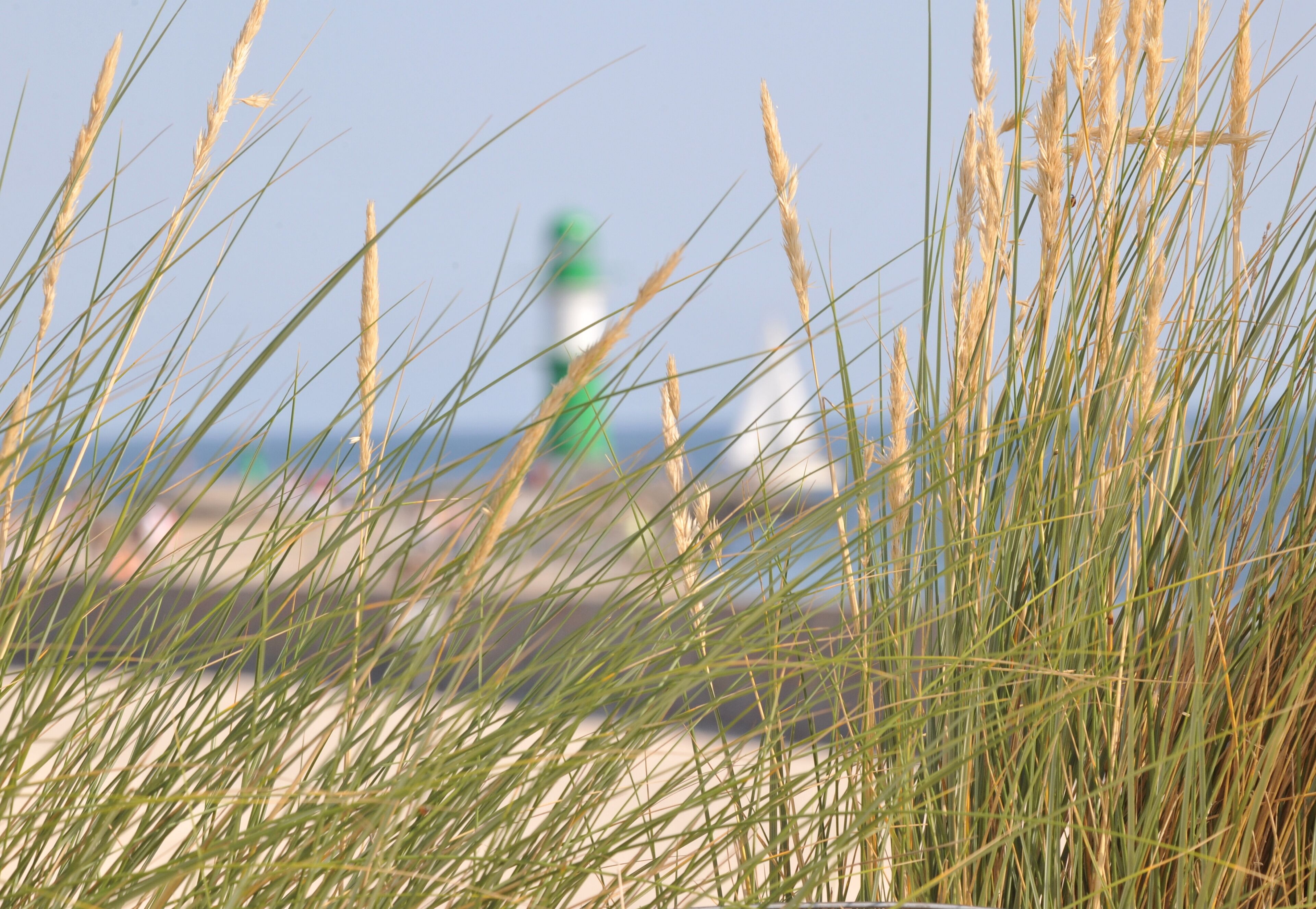 De hautes herbes au premier plan, avec un arrière-plan flou où l’on aperçoit une structure verte et blanche.