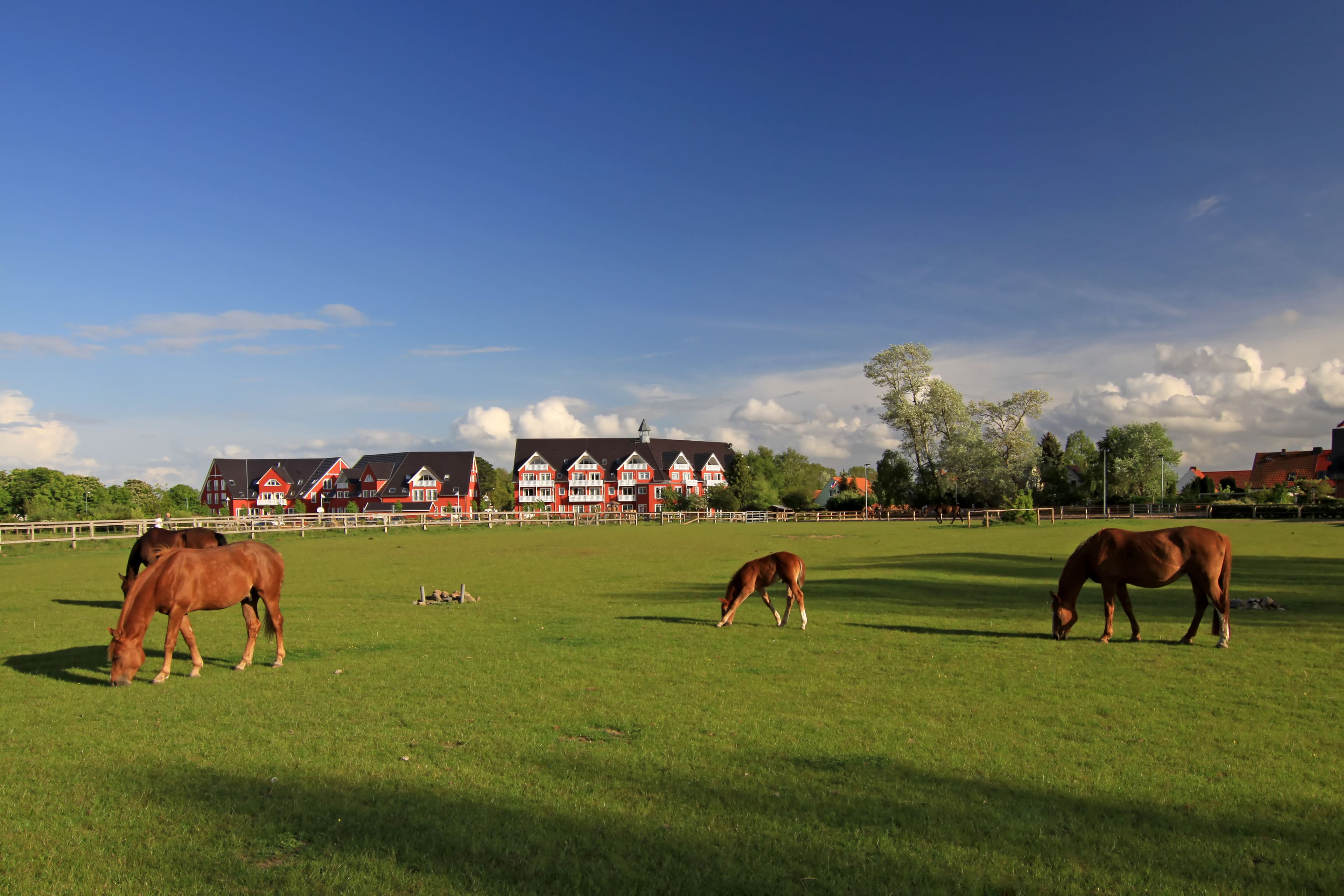 A grassy field with horses grazing, a white fence, and a row of red and white houses in the background.