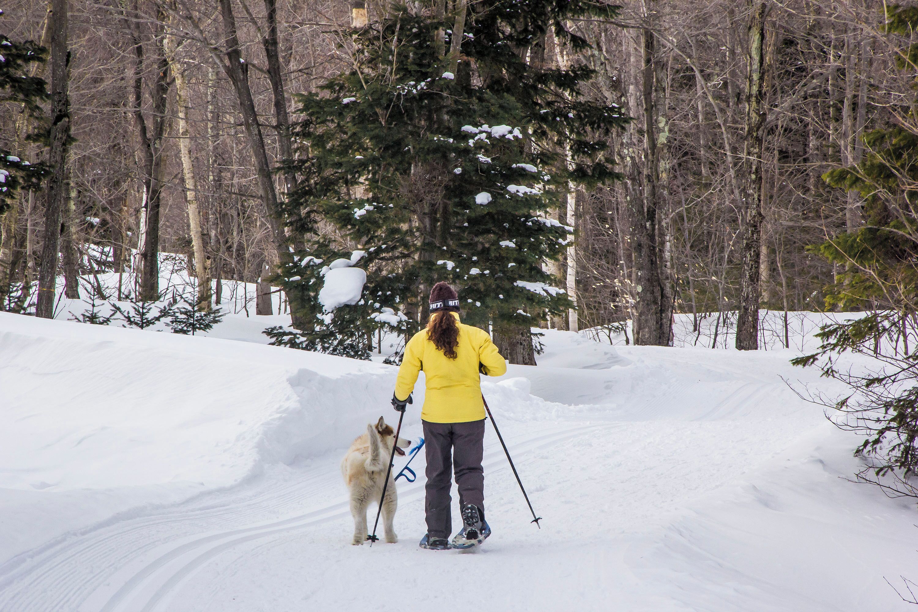 Une personne fait du ski avec un chien dans une forêt enneigée.