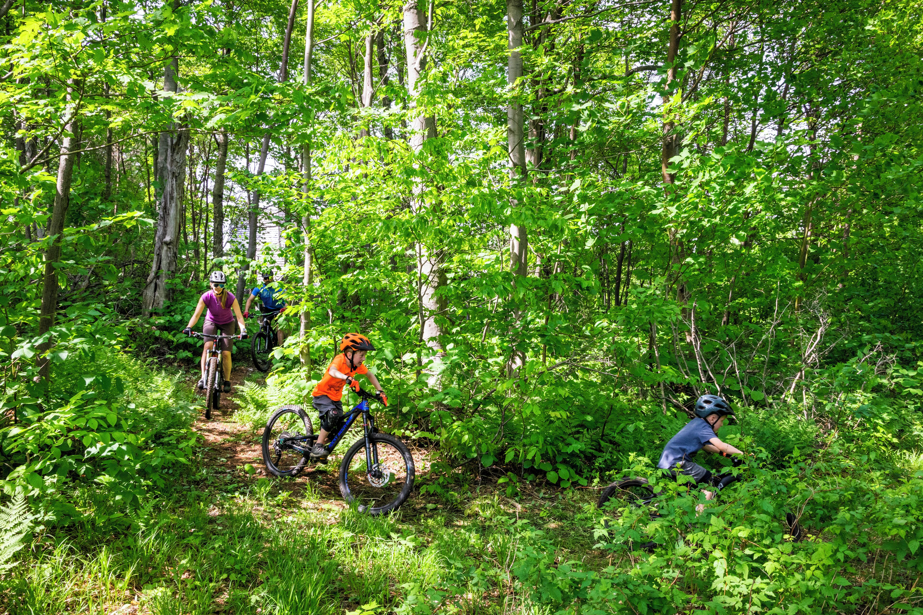 A forested trail with cyclists.