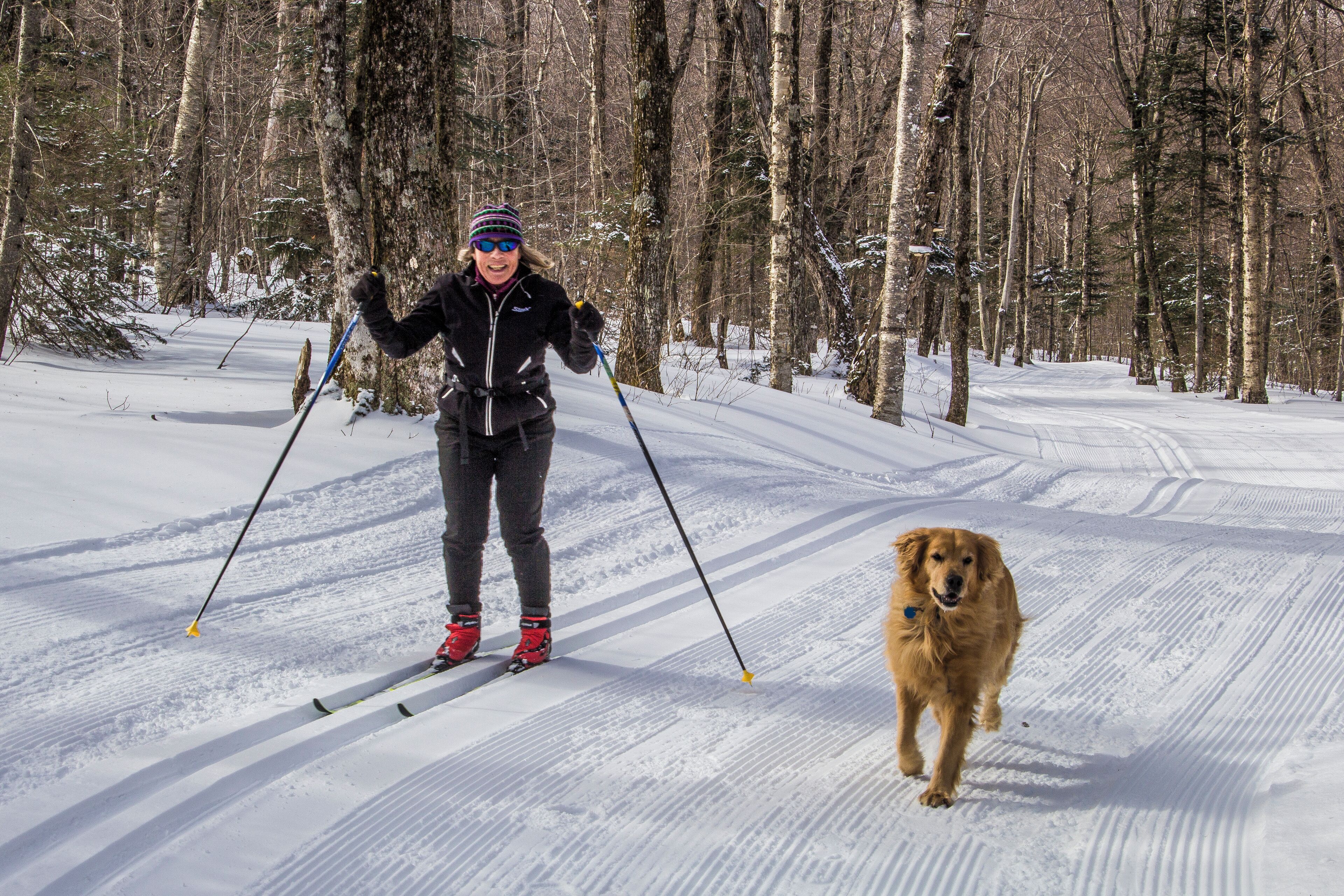 A person skiing with a dog on a snowy trail surrounded by trees.
