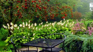 A garden with a table and chairs, surrounded by various plants and flowers. - Historic Lyons House (Niagara-on-the-Lake)