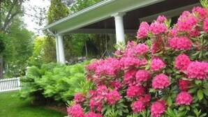 A garden with pink flowers and green shrubs. - Historic Lyons House (Niagara-on-the-Lake)