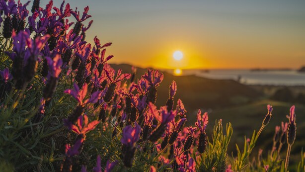 A field of purple flowers with a sunset in the background. - Bayview Valley Lodge (Whitianga)