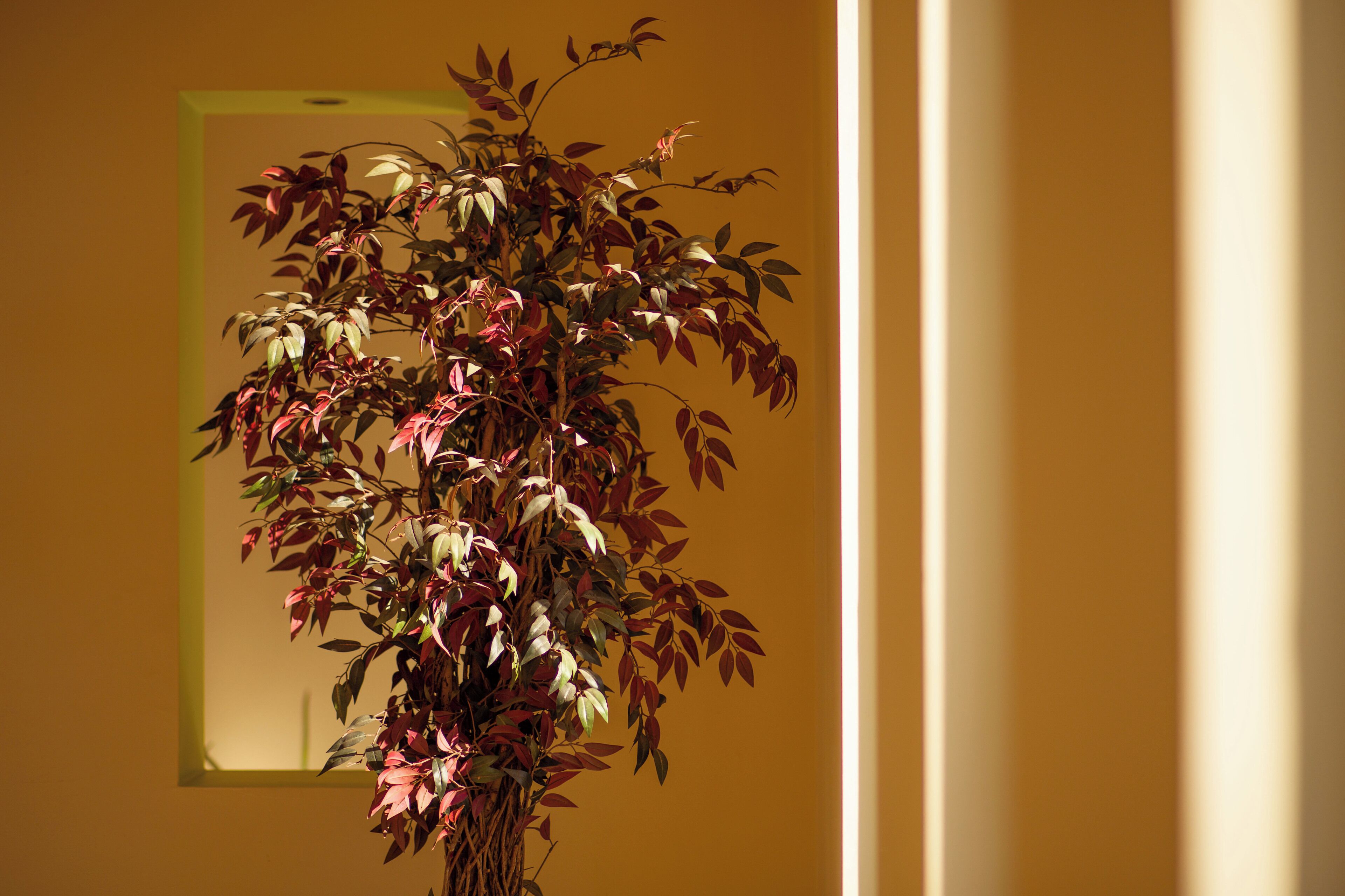 A potted plant with red and green leaves in a room with a yellow wall and a window.