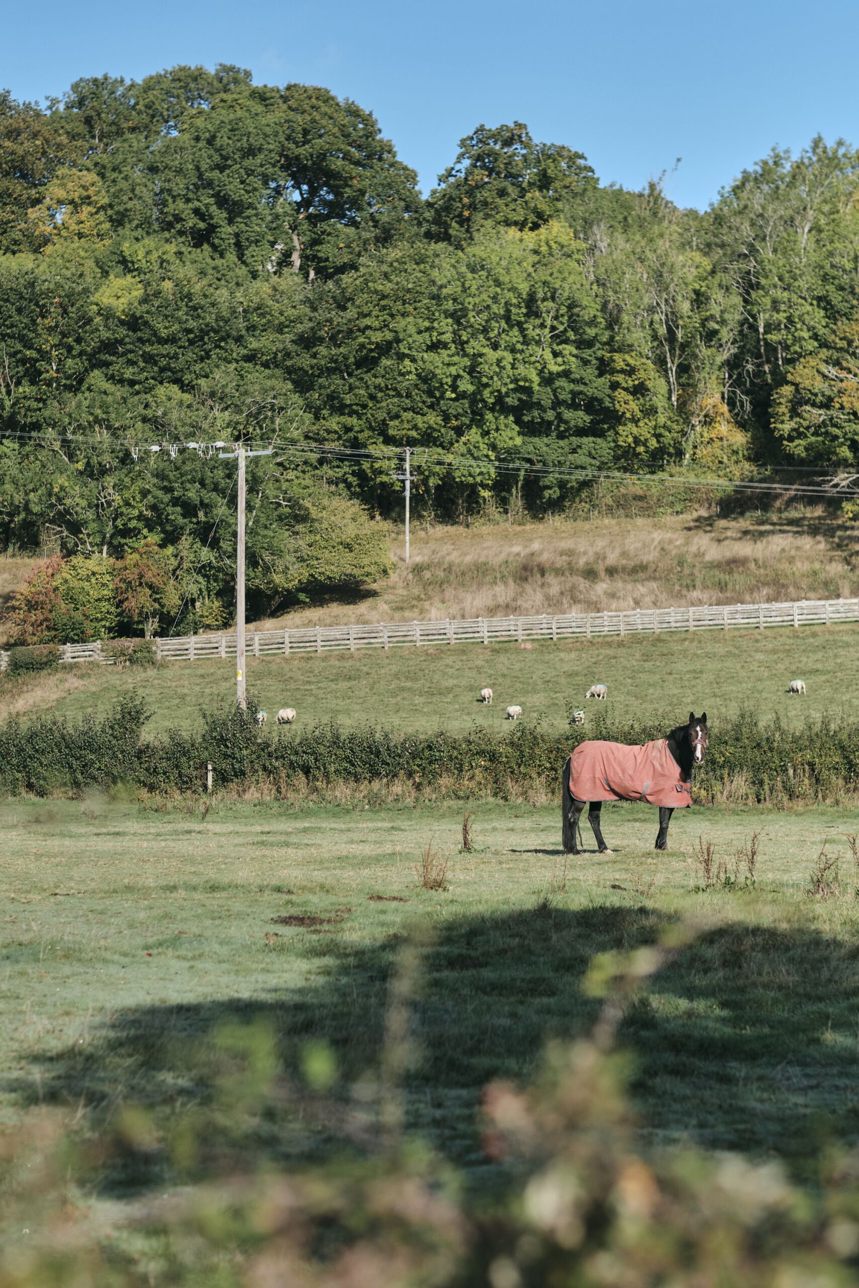 Un caballo en un campo con una cerca blanca y árboles al fondo.