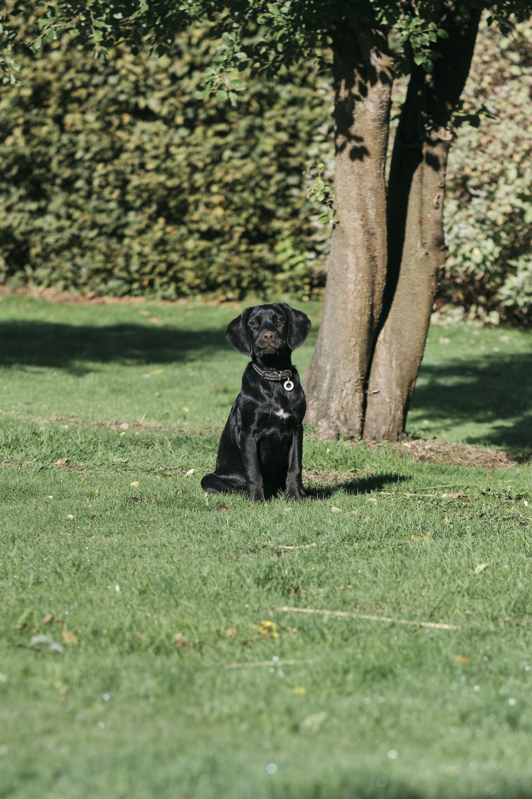 Un perro negro sentado sobre césped, con árboles al fondo.