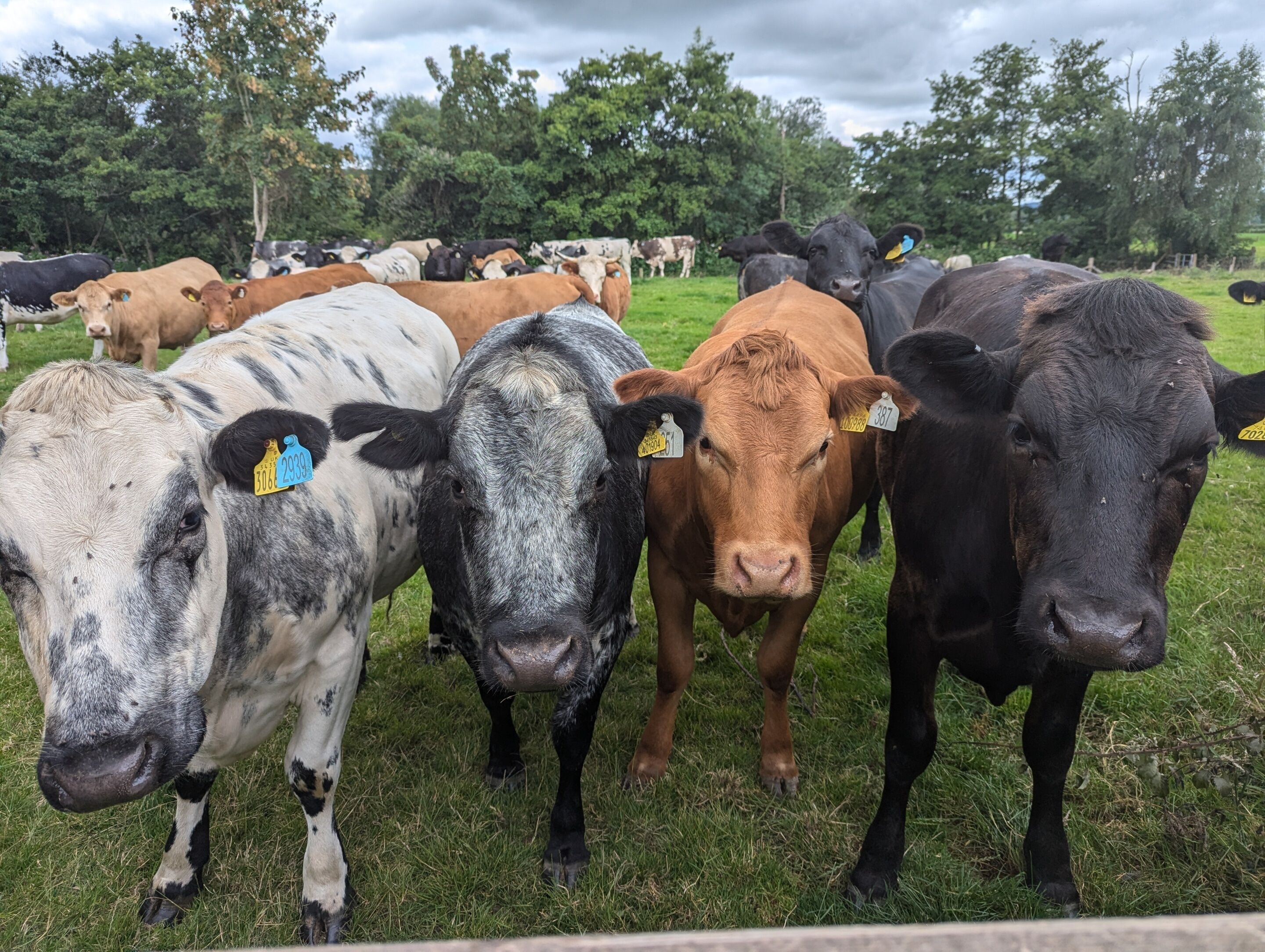 A group of cows in a grassy field with trees in the background.