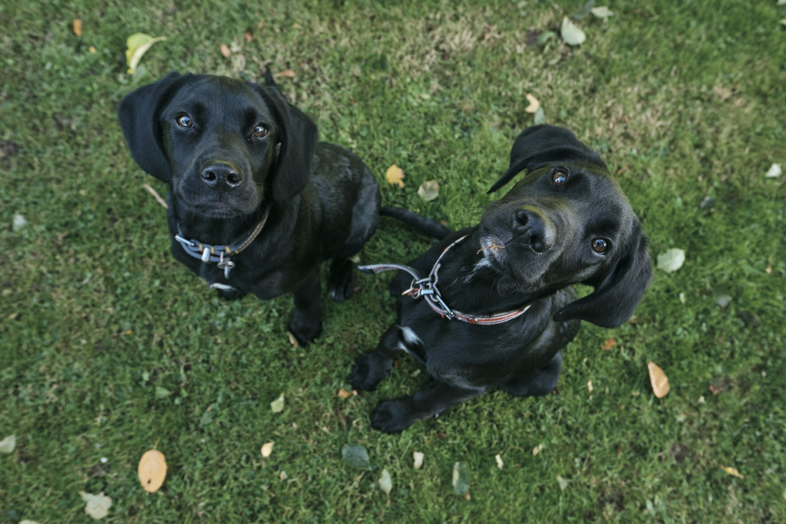 Two black dogs on a grassy lawn.