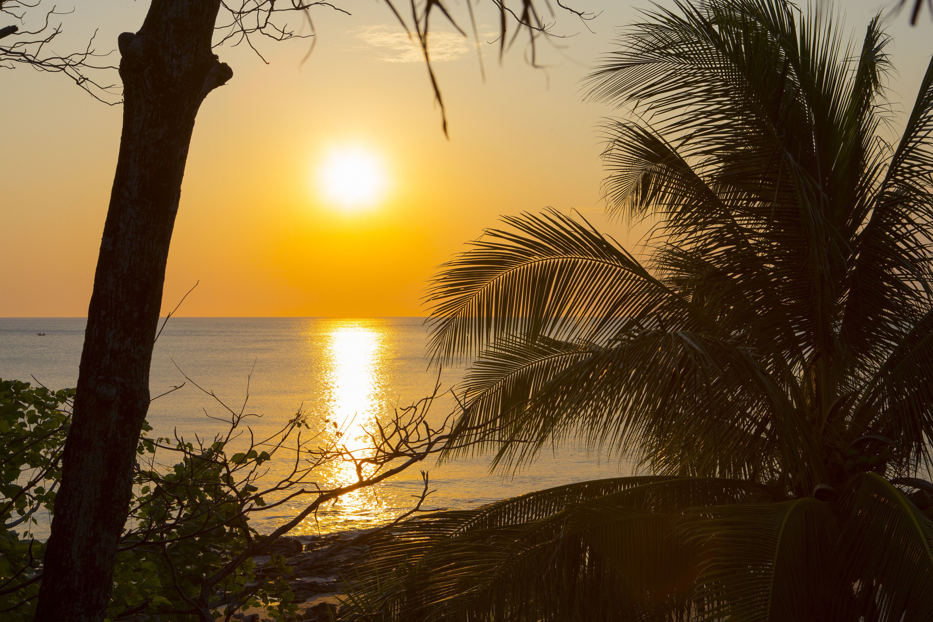 A sunset over a calm sea with palm trees silhouetted against the sky.