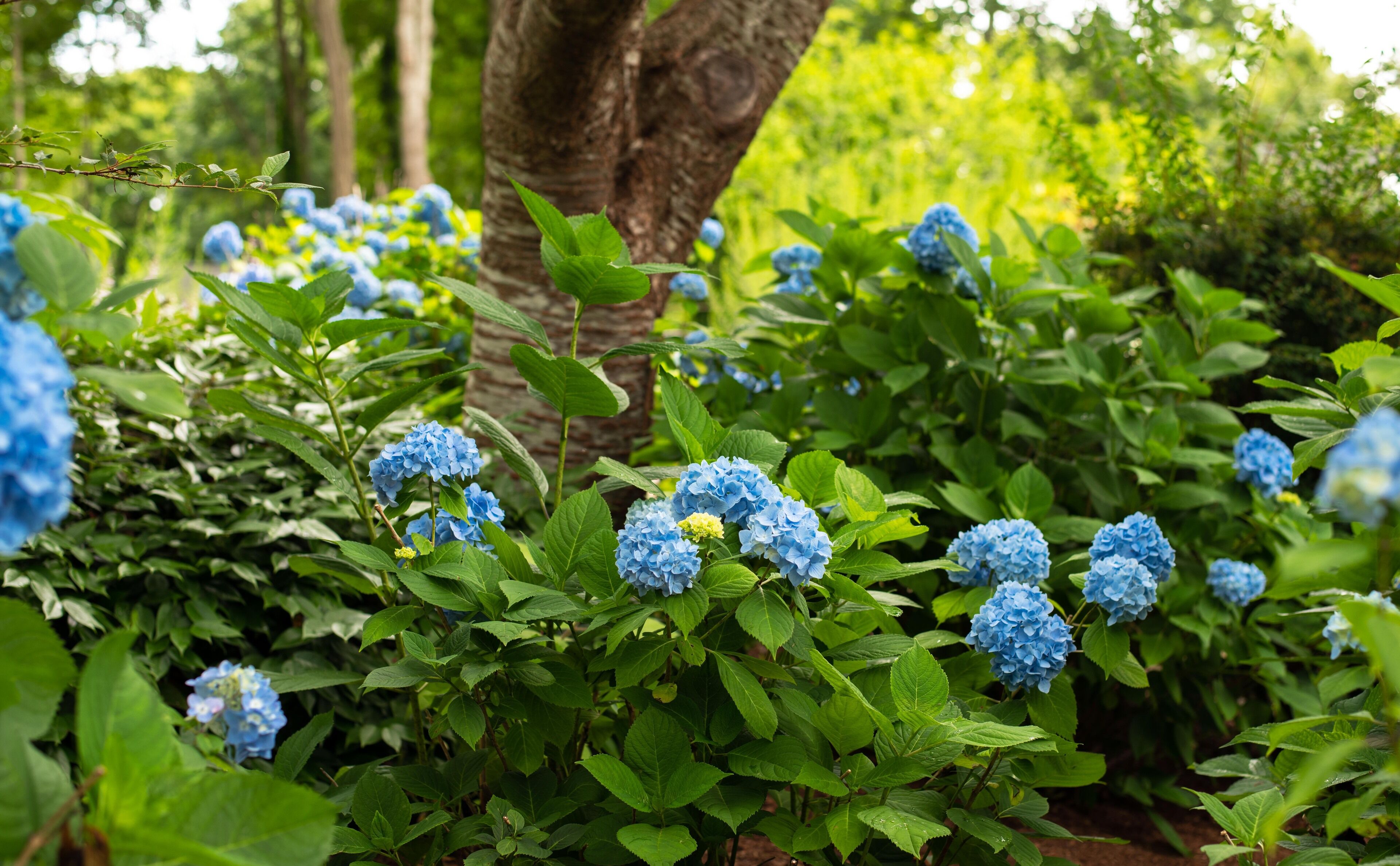 A garden with hydrangea bushes and a tree trunk.