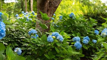 A garden with hydrangea bushes and a tree trunk.