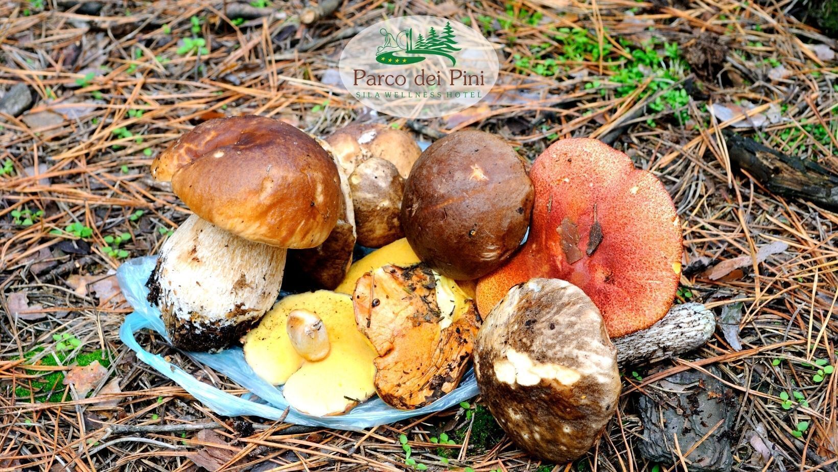 Eine Sammlung von Pilzen auf einem blauen Teller in einer Waldlandschaft.