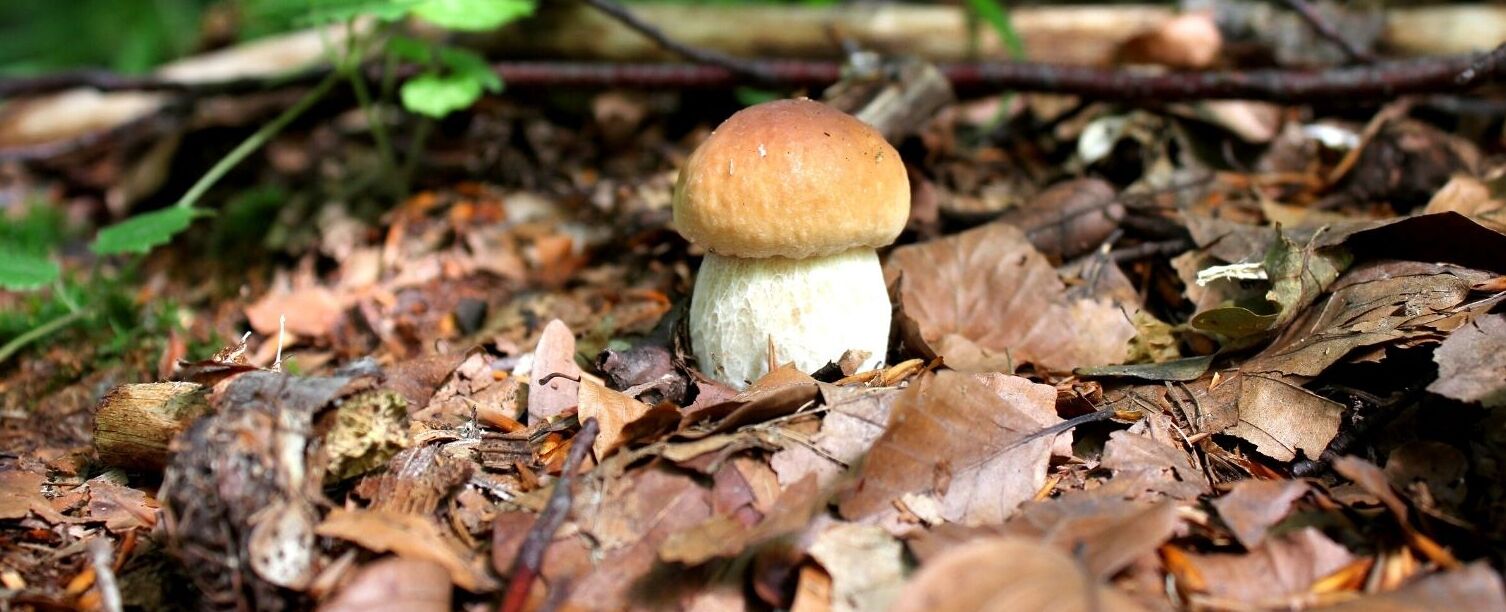 A mushroom growing among dry leaves and twigs.