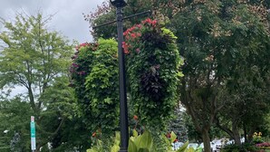 A street corner with a black lamppost, a parking sign, and a flower bed with various plants and flowers. - The Red Coat Bed & Breakfast (Niagara-on-the-Lake)
