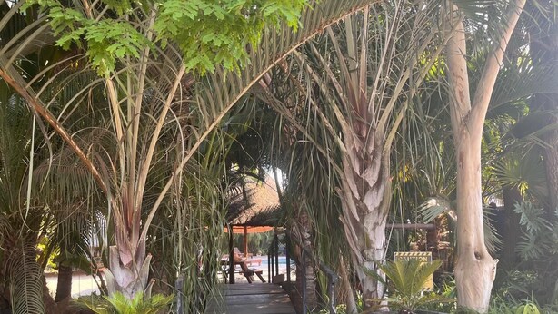 A wooden pathway leading to a covered seating area surrounded by tropical plants. - Musina Hotel (Musina)