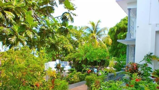 A lush garden with various plants and a pathway leading to a white building. - Palm View Guesthouse and Conference Centre (Montego Bay)