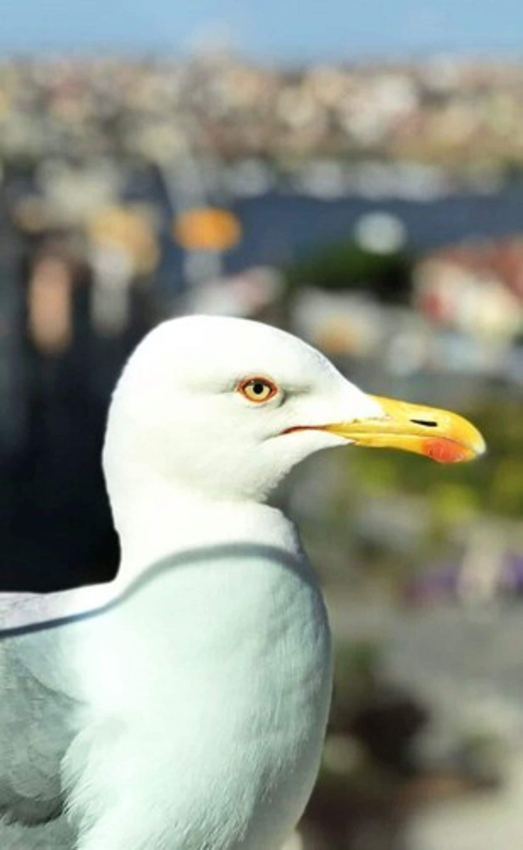 A close-up of a seagull with a yellow beak and white feathers.
