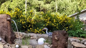 A pond with a water feature, surrounded by rocks and yellow flowering bushes. - Greizer Kammhütte Gaststätte & Pension (Klingenthal)
