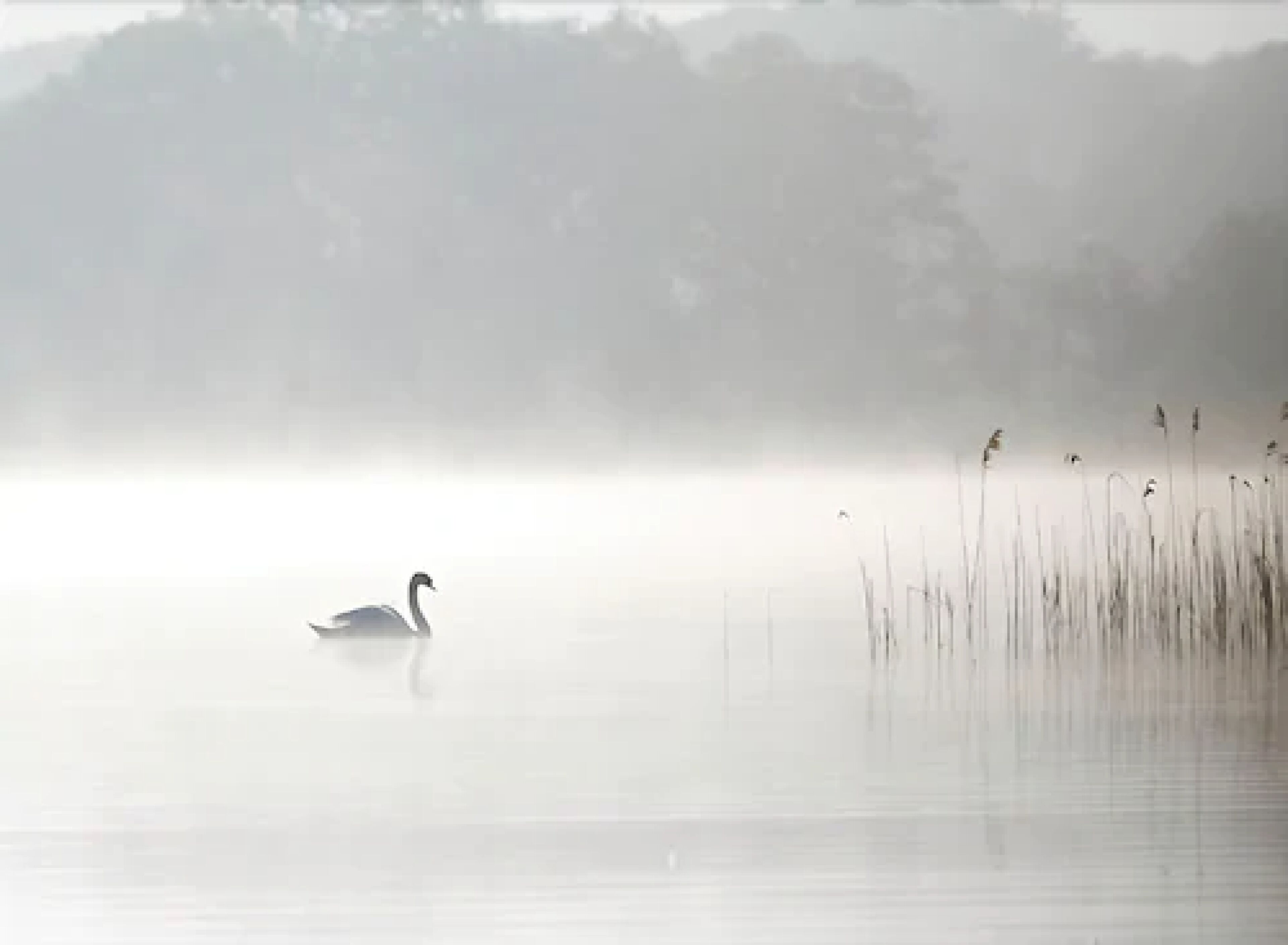 Un cygne sur un lac brumeux, avec des roseaux au premier plan.